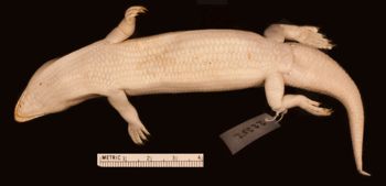 Media type: image;   Herpetology R-22352